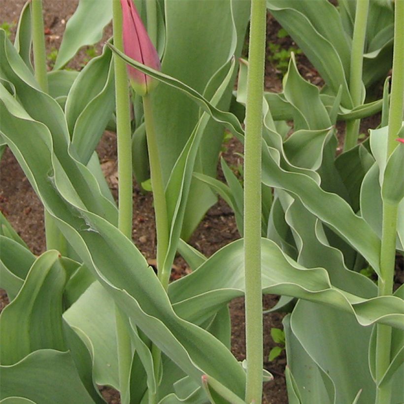 Tulipa Lírio Synaeda King (Folhagem)