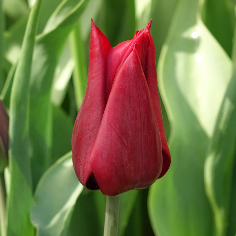 Tulipa Lírio Lasting Love (Floração)
