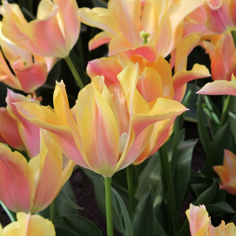 Tulipa Lírio Marianne (Floração)