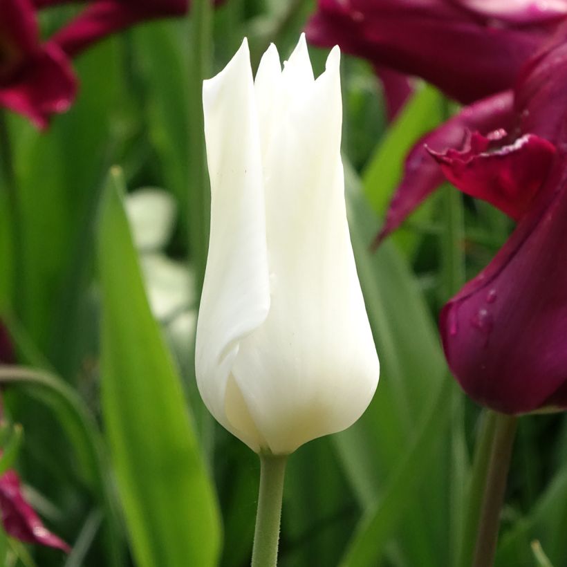 Tulipa Lírio White Triumphator (Floração)