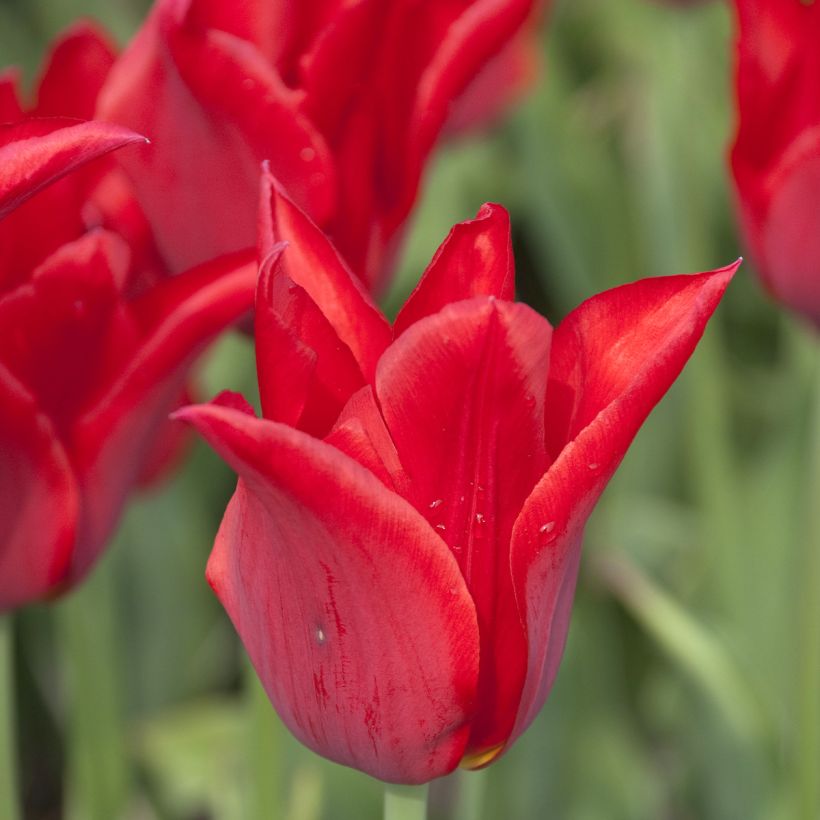 Tulipa Lírio Moneymaker (Floração)