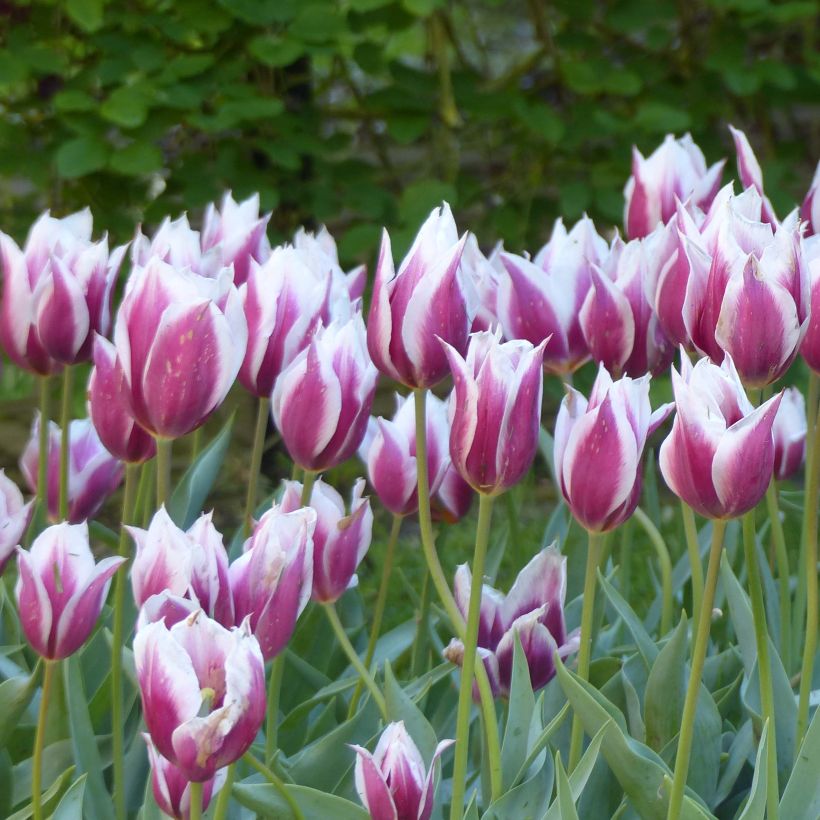Tulipa Lac van Rijn 1620 (Floração)