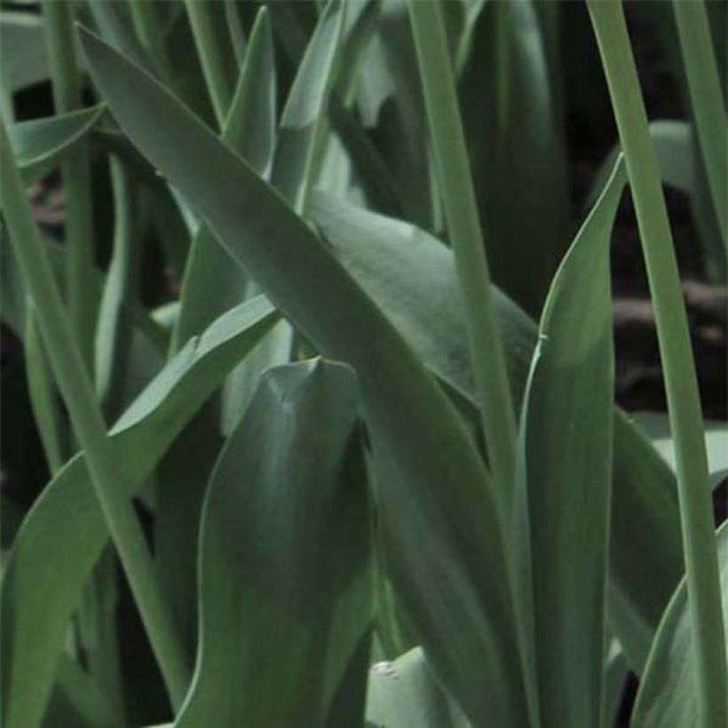 Tulipa Papagaio Libretto Parrot (Folhagem)