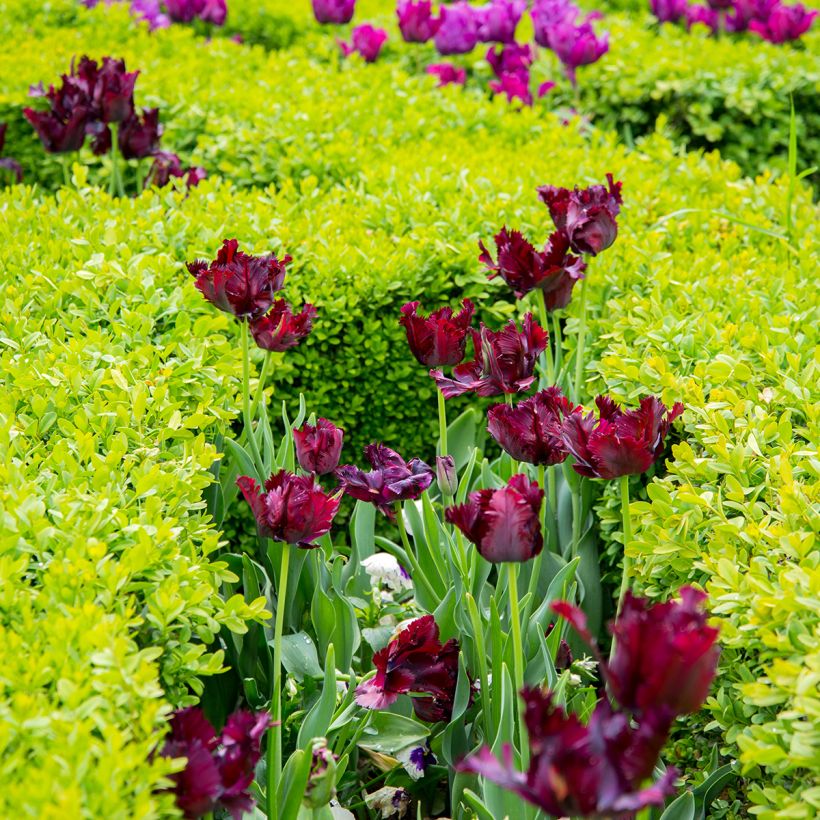 Tulipa Papagaio Black Parrot (Hábito)