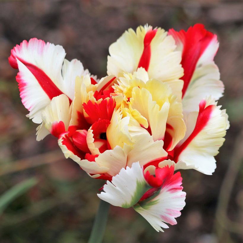 Tulipa Papagaio Flaming Parrot (Floração)