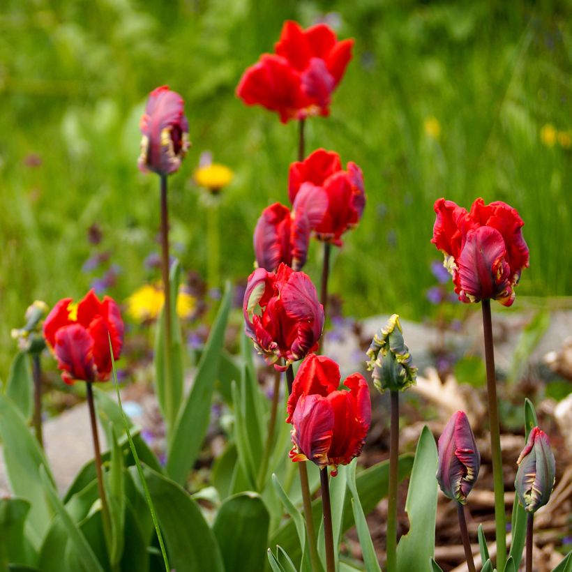 Tulipa Papagaio Rococo (Hábito)