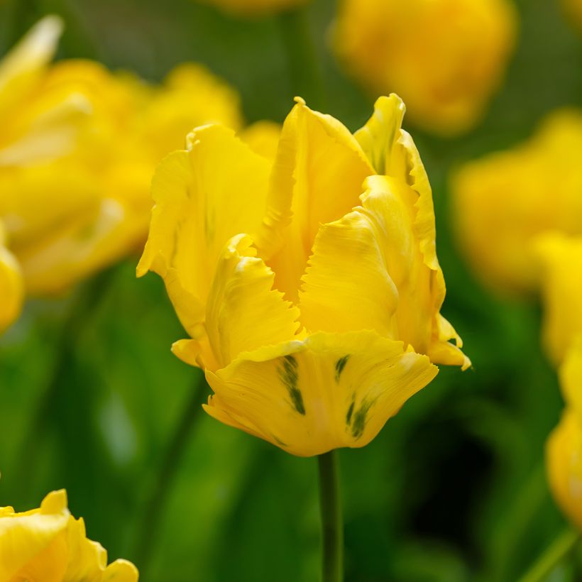 Tulipa Papagaio Yellow Sun (Floração)