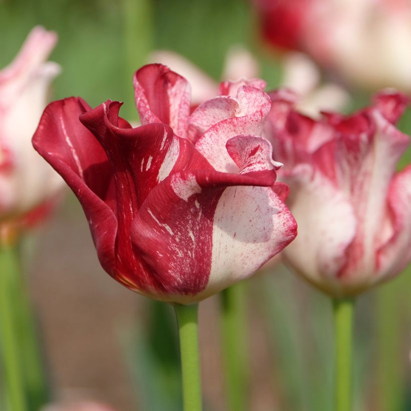 Tulipa Coroa Striped Crown (Floração)