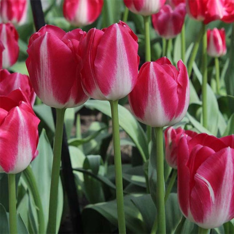 Tulipa Triunfo Amsterdam (Floração)
