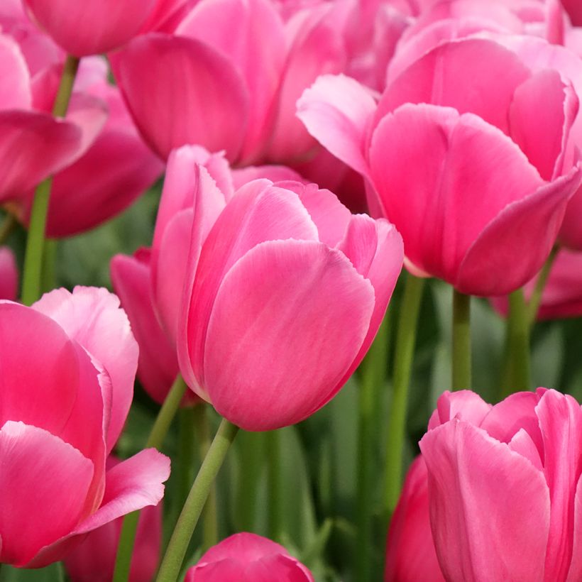 Tulipa Triunfo Barcelona (Floração)