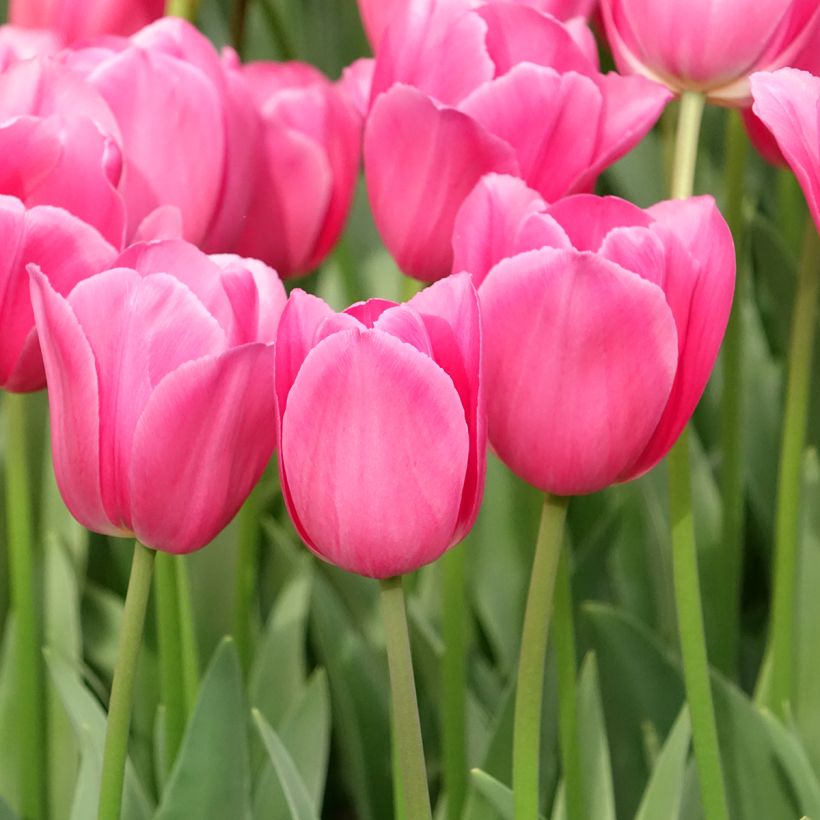 Tulipa Triunfo Barcelona (Hábito)