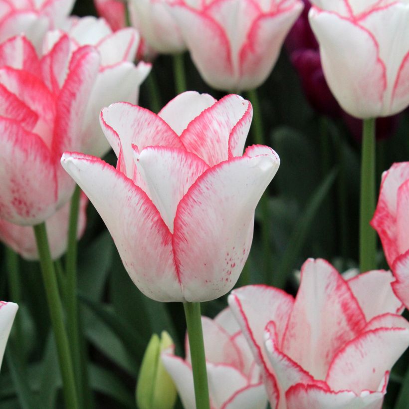 Tulipa Triunfo Beauty Trend (Floração)