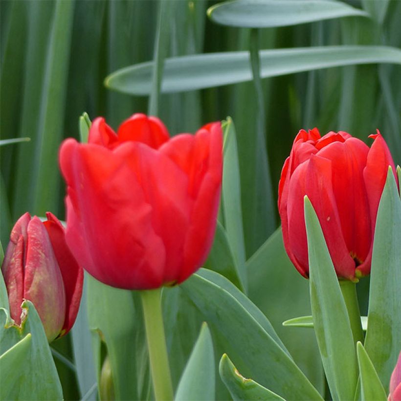 Tulipa Triunfo Ben van Zanten (Floração)