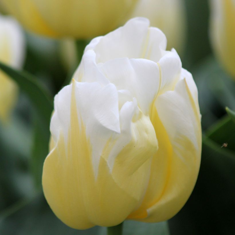 Tulipa Triunfo Calgary Flames (Floração)