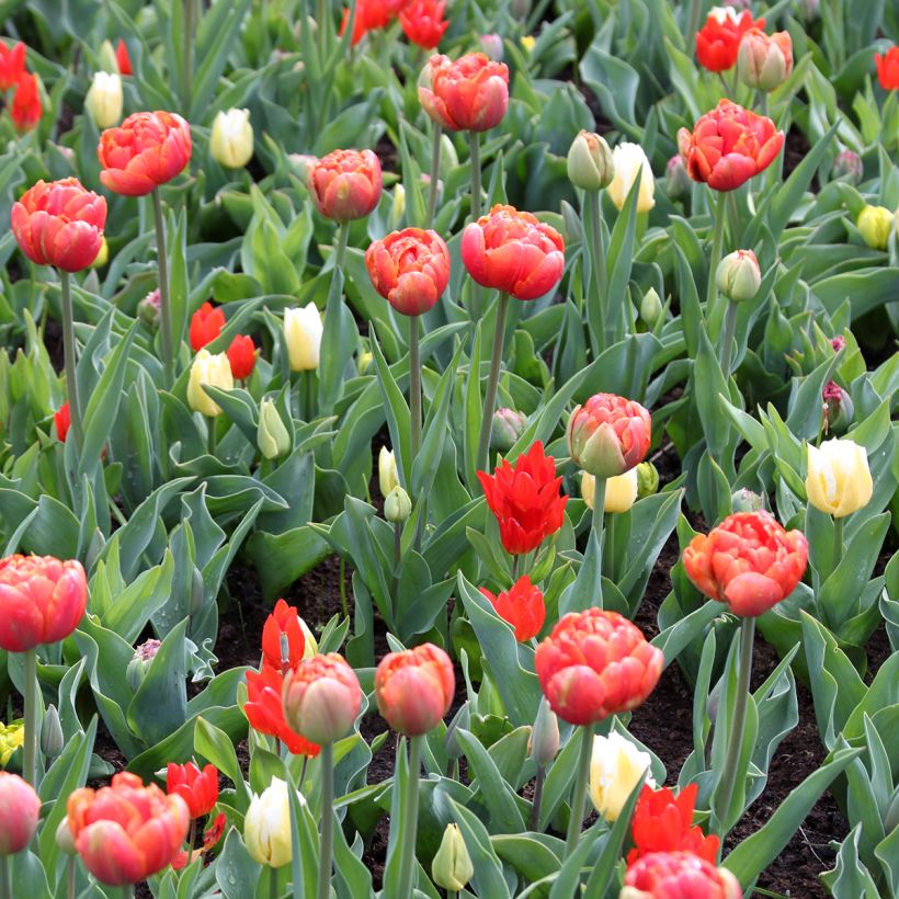 Tulipa Triunfo Calgary Flames (Hábito)