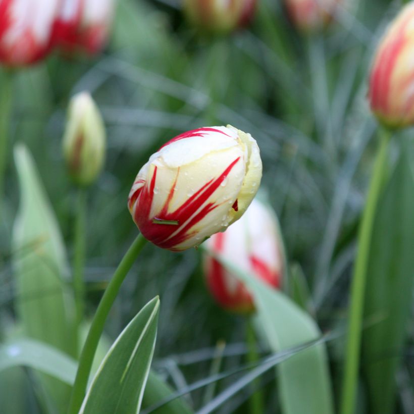 Tulipa Triunfo Carnaval De Rio (Floração)