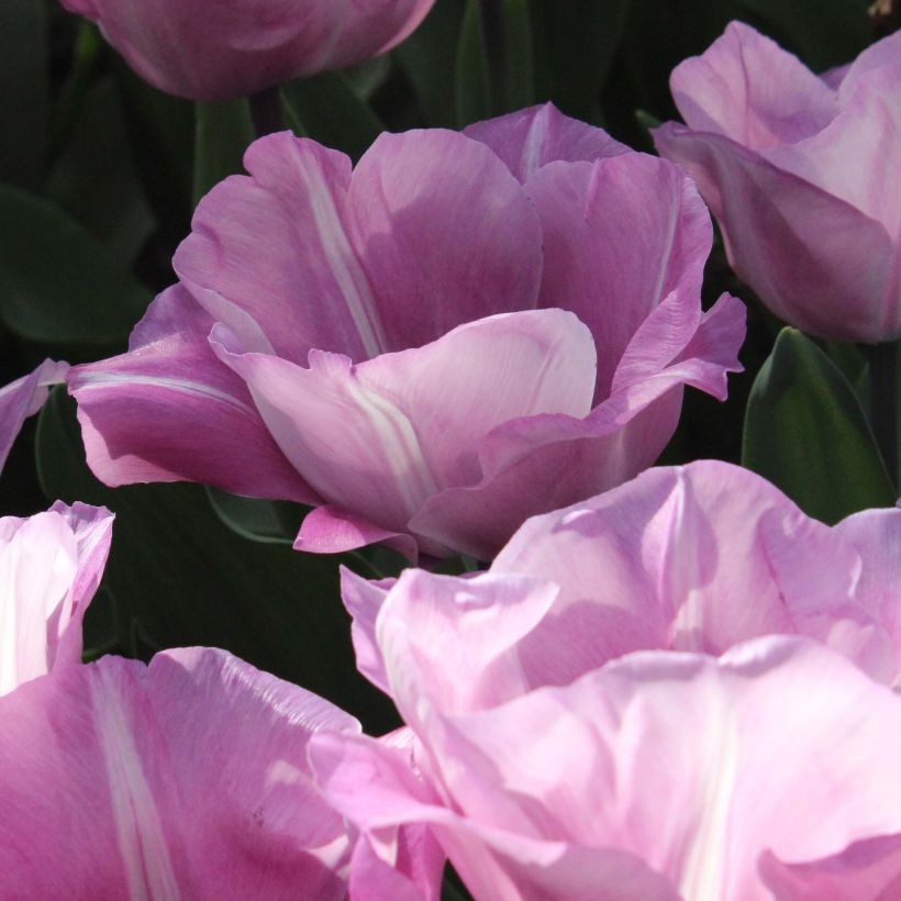 Tulipa Triunfo Carré (Floração)