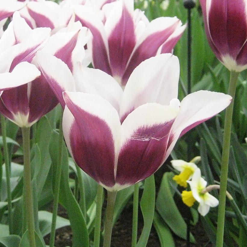 Tulipa Triunfo Chansonnette (Floração)