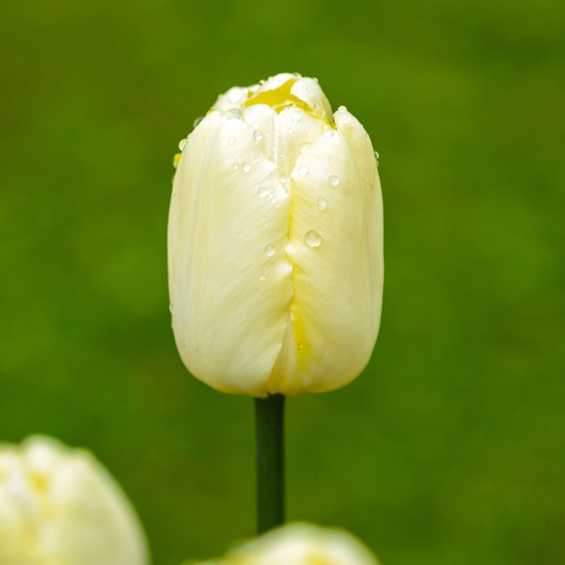 Tulipa Triunfo Creme Flag (Floração)