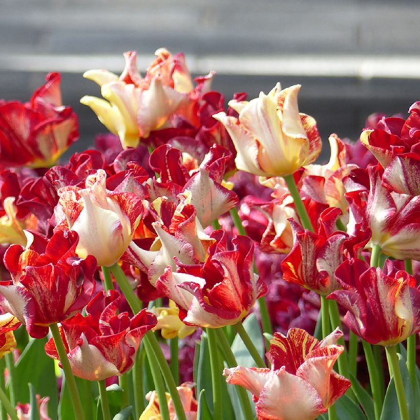Tulipa Triunfo Flaming Crown (Floração)