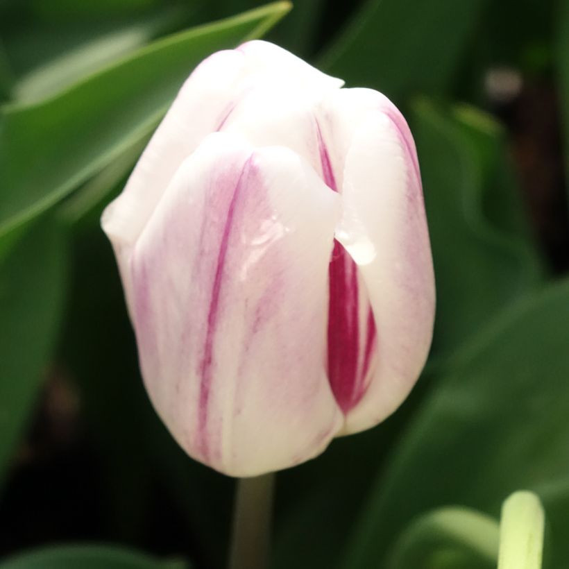 Tulipa Triunfo Flaming Flag (Floração)