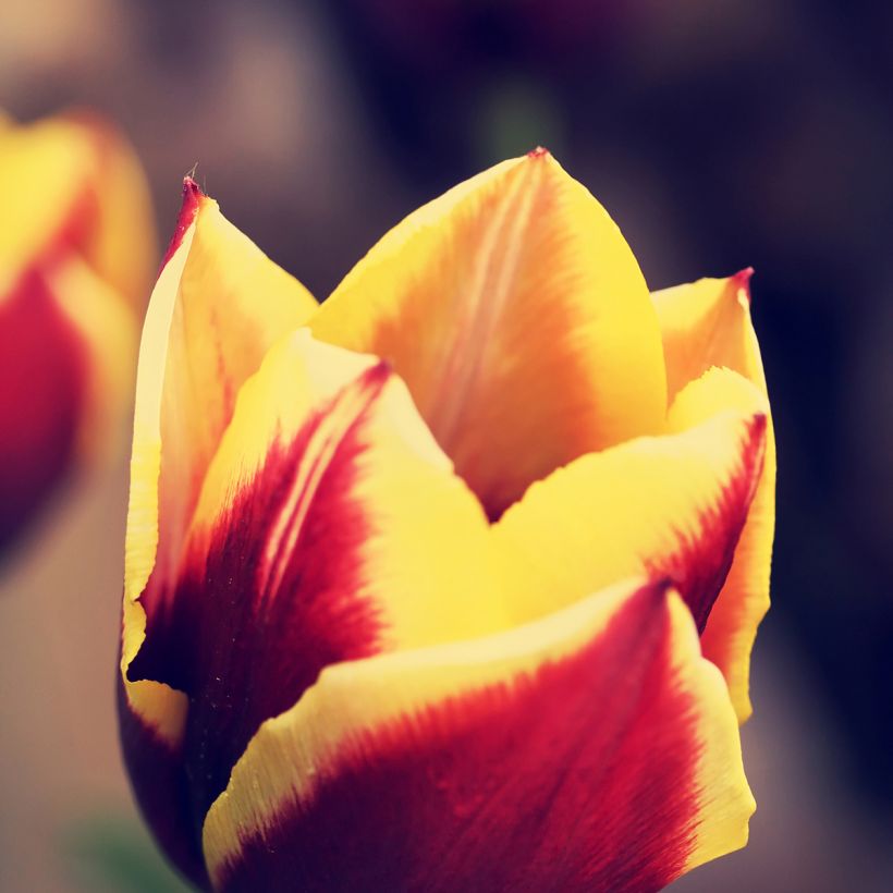 Tulipa Triunfo Gavota (Floração)