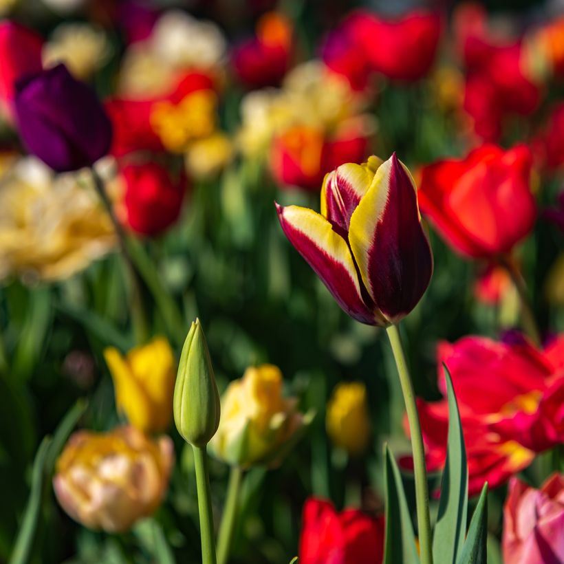 Tulipa Triunfo Gavota (Hábito)
