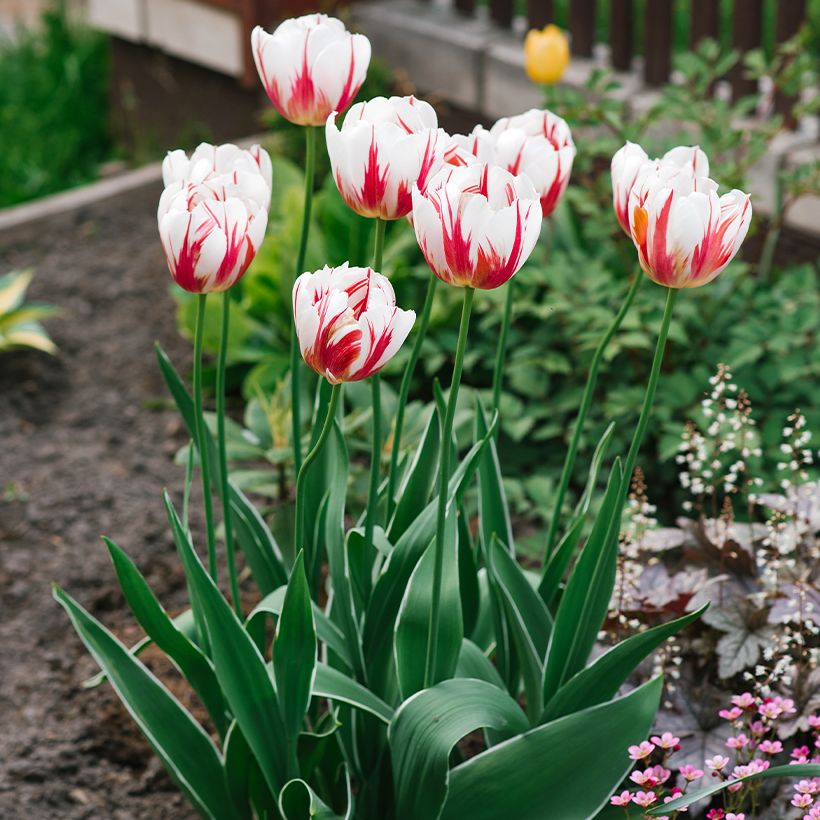 Tulipa Triunfo Happy Generation (Hábito)