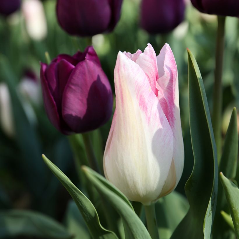 Tulipa Triunfo Kyoko Takahashi (Floração)