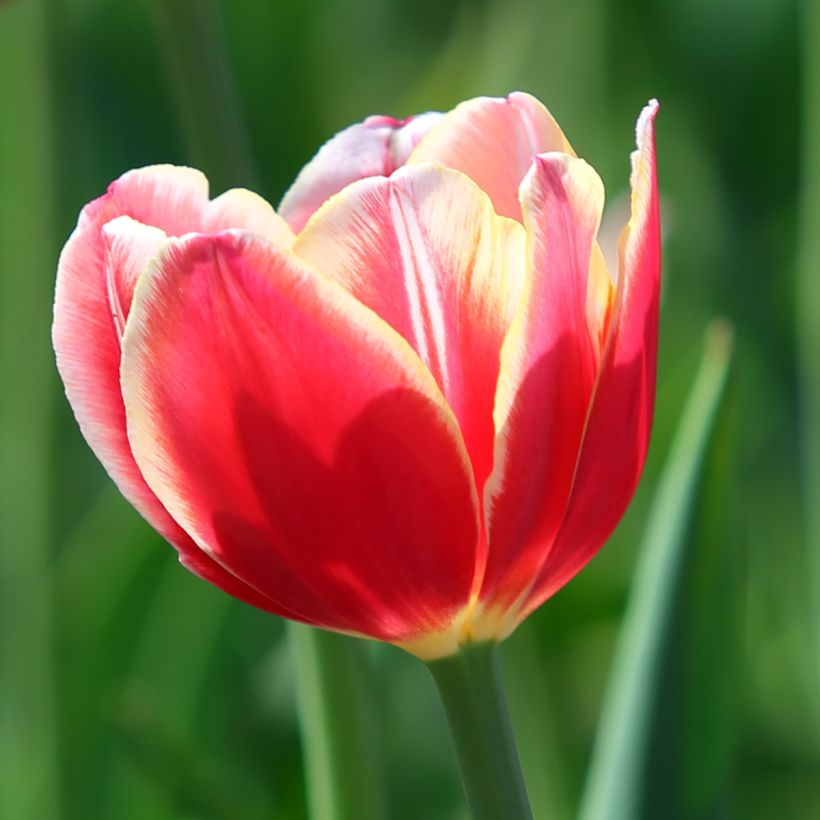 Tulipa Triunfo Leen van der Mark (Floração)