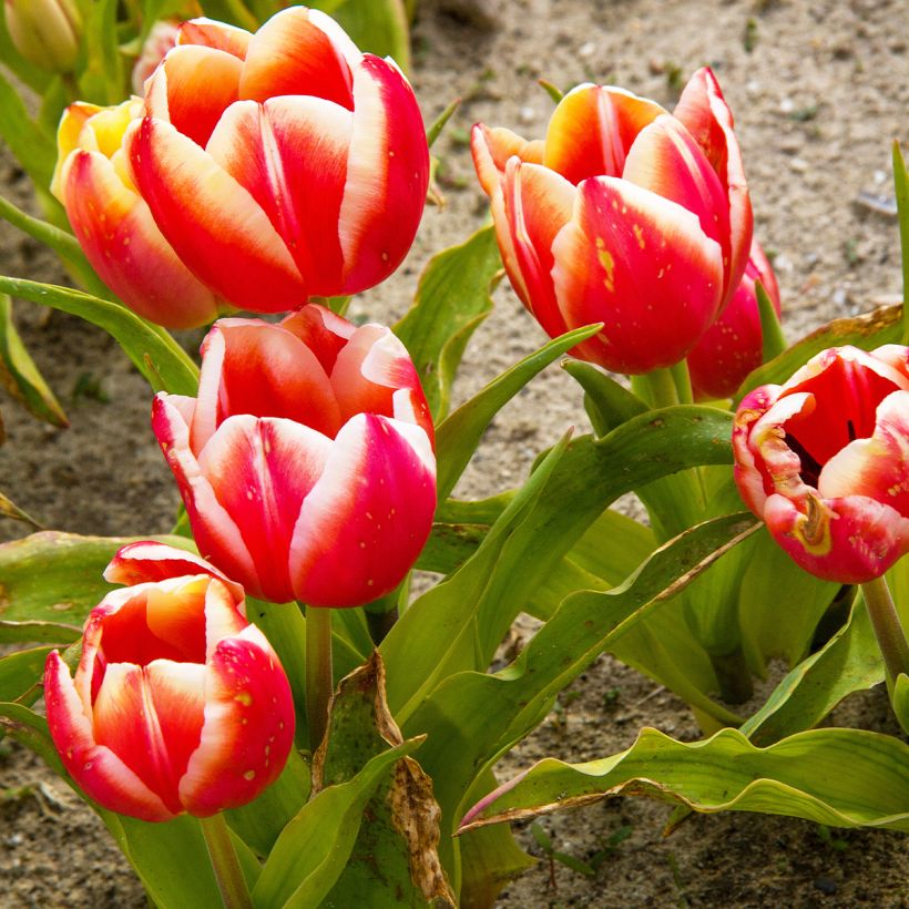 Tulipa Triunfo Leen van der Mark (Hábito)