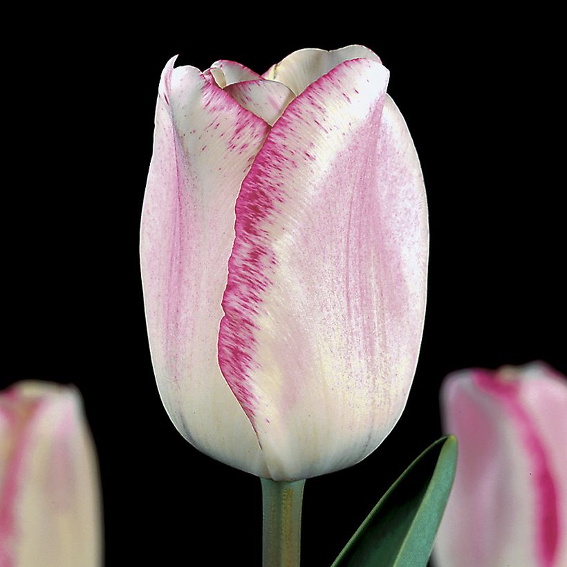 Tulipa Triunfo Mata Hari (Floração)