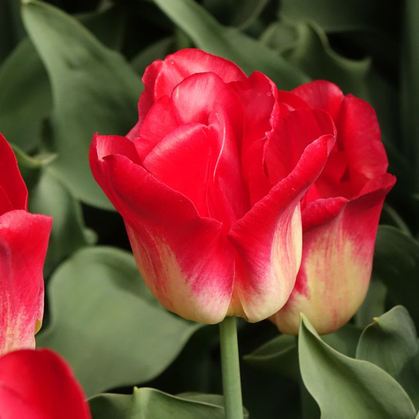 Tulipa Triunfo Match (Floração)