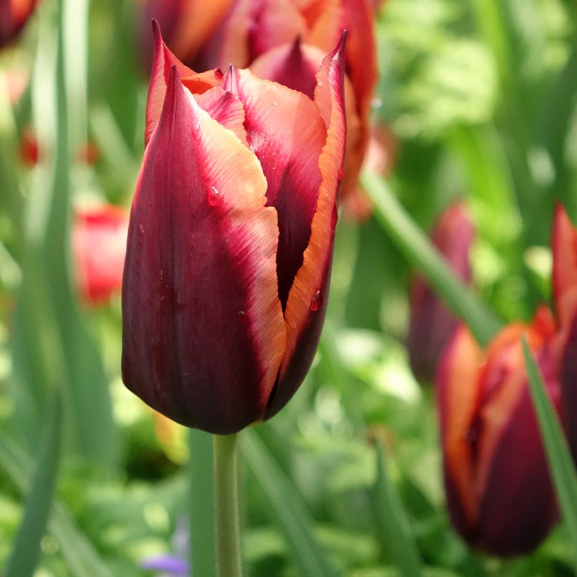 Tulipa Triunfo Muvota (Floração)