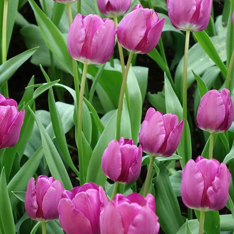 Tulipa Triunfo Negrita (Floração)