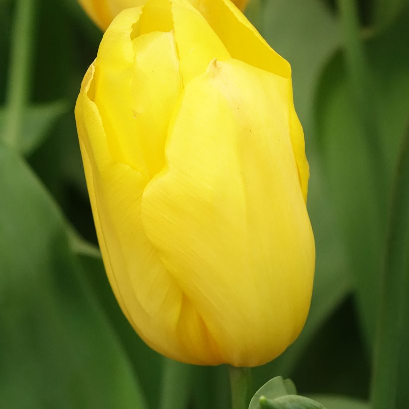 Tulipa Triunfo Strong Gold (Floração)