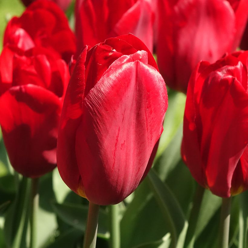 Tulipa Triunfo Strong Love (Floração)