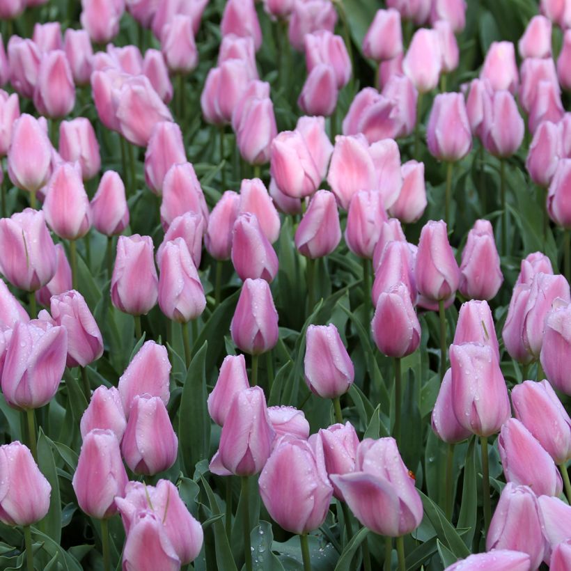 Tulipa Triunfo Synaeda Amor (Floração)