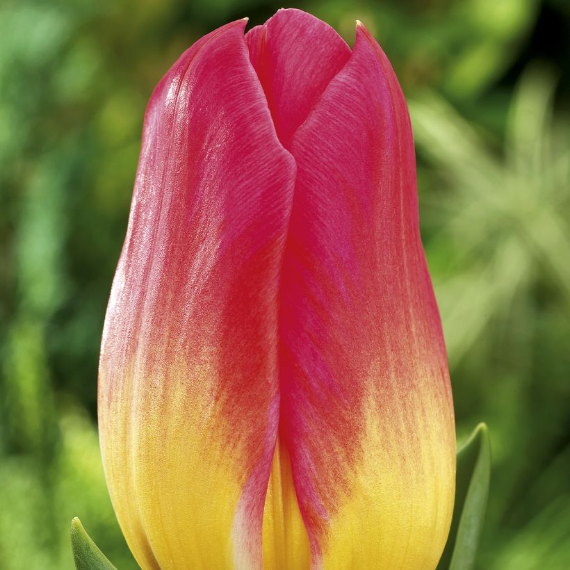 Tulipa Triunfo Tom Pouce (Floração)