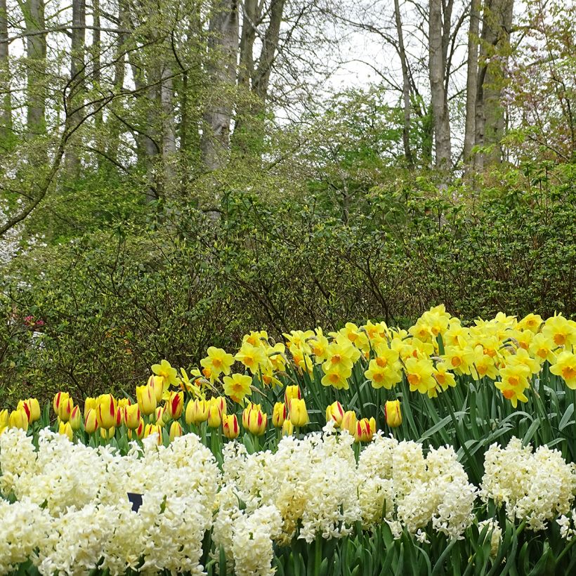 Tulipa Triunfo Washington (Hábito)