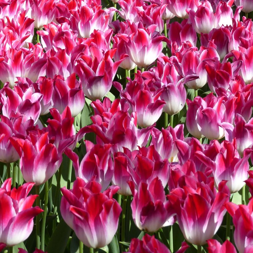 Tulipa Triunfo Whispering Dream (Floração)