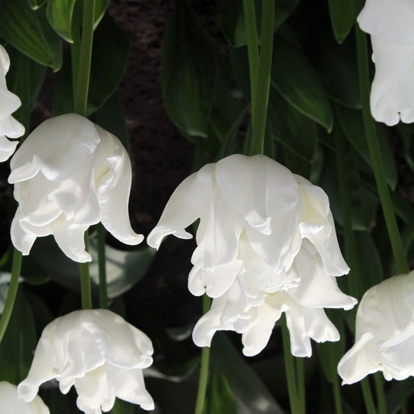 Tulipa Triunfo White Liberstar (Floração)