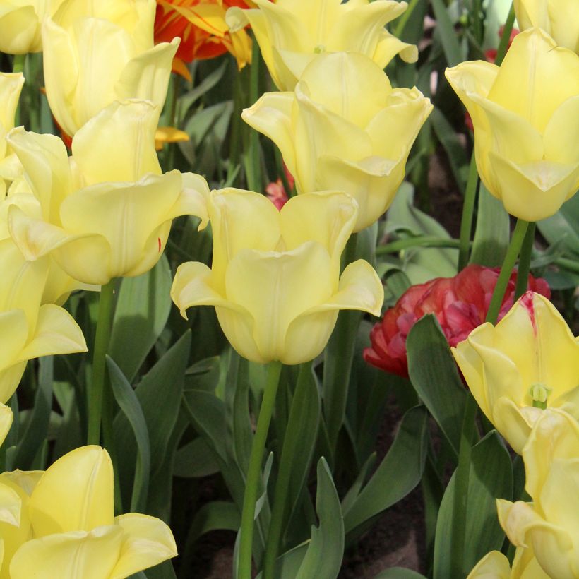 Tulipa Triunfo World Friendship (Hábito)