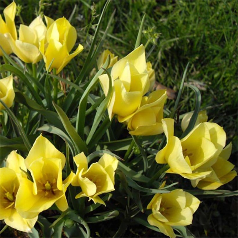 Tulipa linifolia Yellow Jewel (Floração)