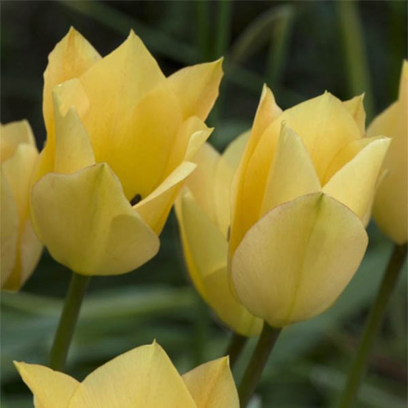 Tulipa batalinii Bronze Charm (Floração)