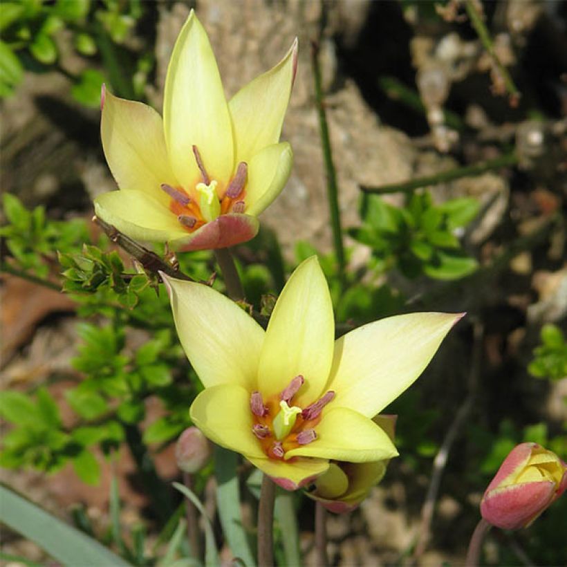 Tulipa clusiana Cynthia (Floração)