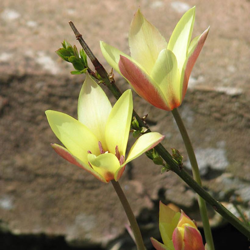 Tulipa clusiana Cynthia (Hábito)