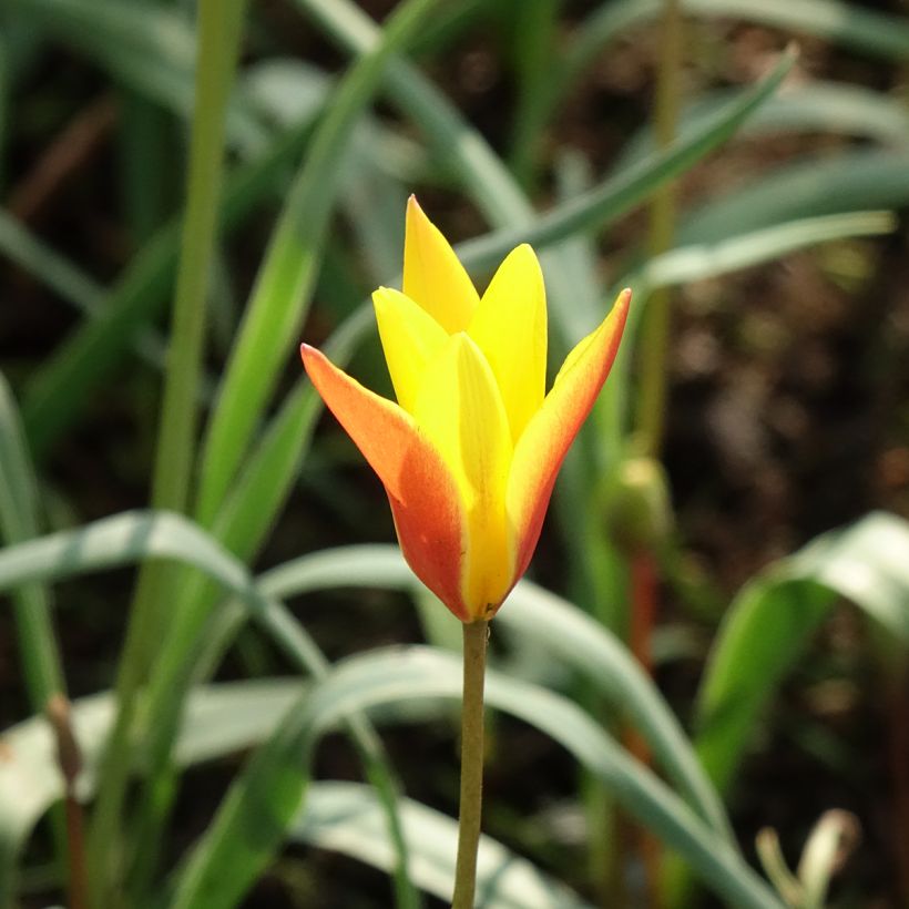 Tulipa clusiana var. chrysantha Tubergens Gem (Floração)