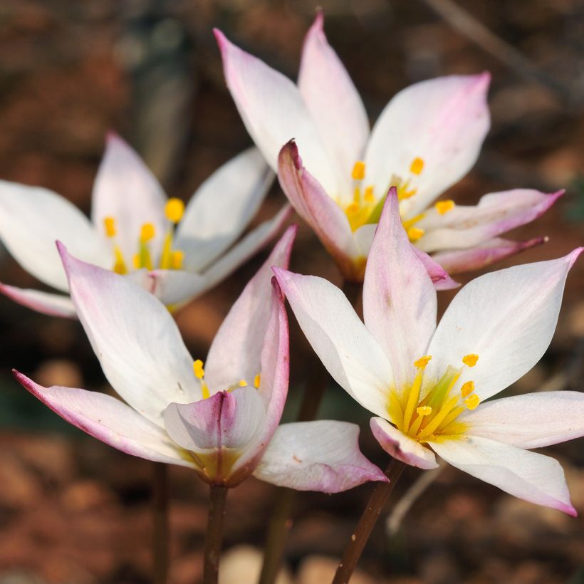 Tulipa cretica Hilde (Floração)