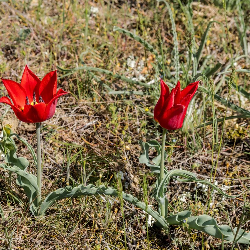 Tulipa eichleri (Hábito)